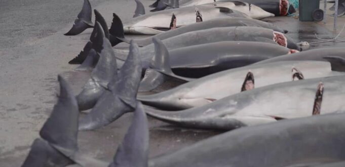 isole faroe delfini strage
