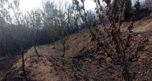 Savona, gli incendi mandano in fumo quasi 500 ettari di bosco