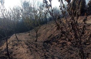 Savona, gli incendi mandano in fumo quasi 500 ettari di bosco