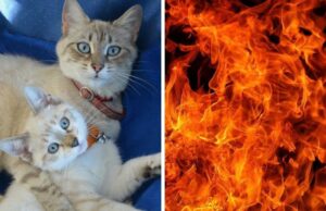 Una famiglia di gatti bruciata viva in una scuola: è caccia ai responsabili