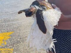 Sardegna, turista milanese salva tartaruga avvolta dalla plastica