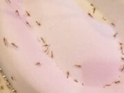 Migliaia di moscerini invadono Orbetello: "Colpa dei cambiamenti climatici"