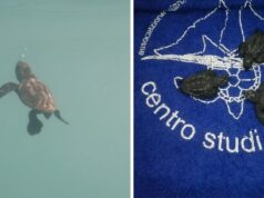 Abruzzo, nate 72 tartarughe Caretta Caretta nell'Area Marina Protetta Torre del Cerrano. Il video