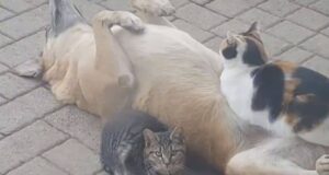 Gatto si addormenta sulla pancia del cane. E il video diventa virale