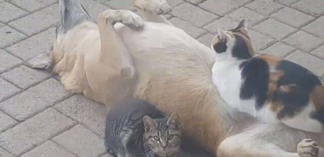 Gatto si addormenta sulla pancia del cane. E il video diventa virale