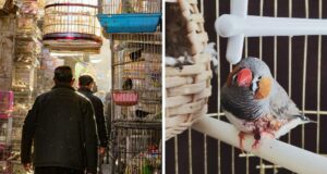Parigi, lo storico mercato degli uccelli chiude: "Non garantisce il benessere degli animali". Il video