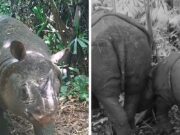 Indonesia, avvistati due rari rinoceronti di Giava: ne restano meno di 80. Il video