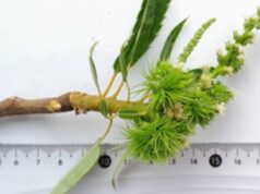 Lombardia, piante di castagno ancora in fiore a settembre a causa del clima impazzito