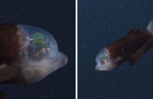 California, scoperto nell'Oceano un raro pesce con la testa trasparente. Il video