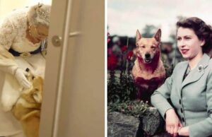 Regina Elisabetta, il mondo piange la Sovrana amante dei cani