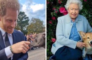 Regina Elisabetta, anche gli animali portano le condoglianze alla Royal Family. Il video