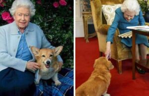 Regina Elisabetta, ecco chi si occuperà dei cani di Sua Maestà