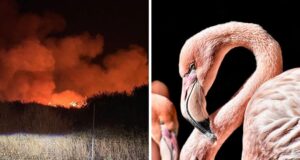 Sardegna, incendio vicino al Parco dei fenicotteri, simbolo dell'Isola