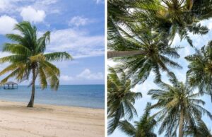 L'allarme degli scienziati: "Oltre 1.000 specie di palme a rischio di estinzione". Il video