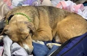Cane salvato dalla guerra in Ucraina si sdraia nella valigia della veterinaria per non farla andare via
