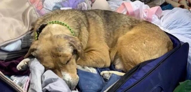 Cane salvato dalla guerra in Ucraina si sdraia nella valigia della veterinaria per non farla andare via