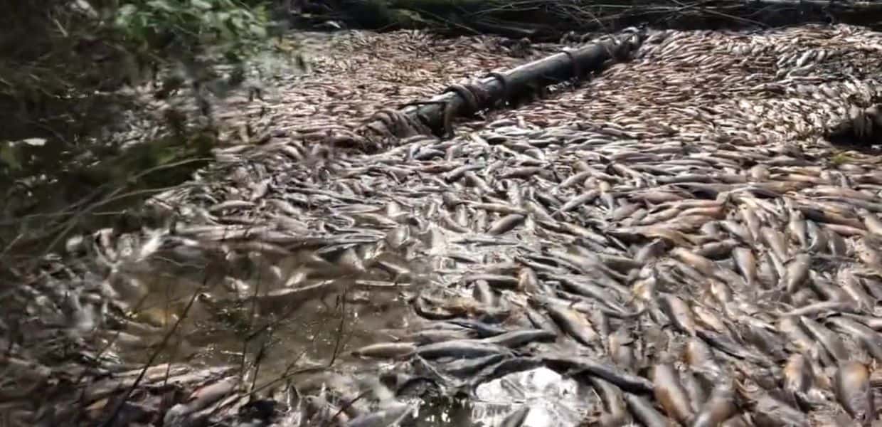 65,000 salmon died in Canada due to drought.  Stuck in a dry stream.  Video