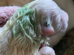 Cane partorisce otto cuccioli: uno è di colore verde