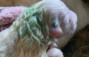 Cane partorisce otto cuccioli: uno è di colore verde