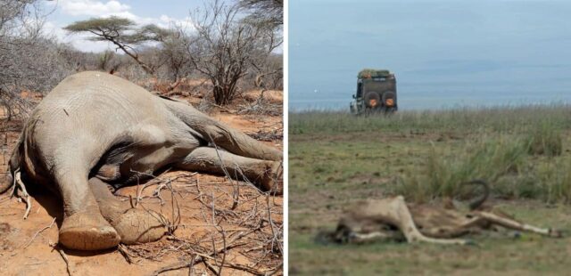Kenya, oltre 1.000 animali uccisi dalla siccità: 
