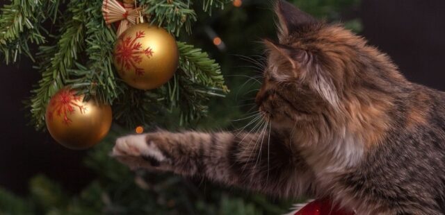 Gatto e Albero di Natale: i video più divertenti del web
