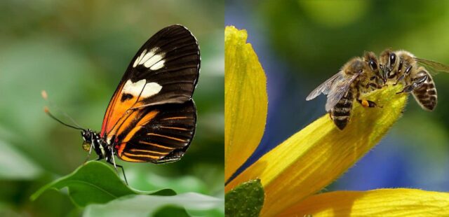 Commissione Europea, nuovo piano per salvare api, farfalle ed insetti impollinatori