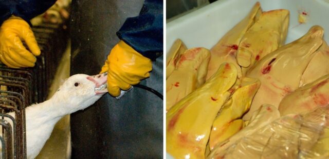 USA, New York in tribunale contro lo Stato per la vendita di foie gras