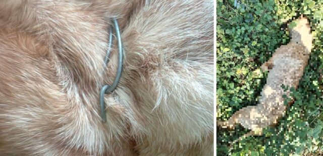 Orrore in Puglia, cane strangolato con un filo di ferro