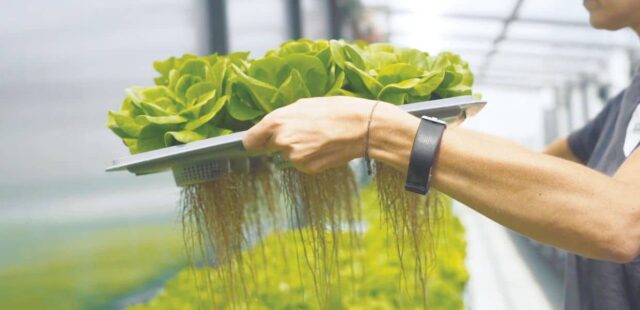Agricooltur, la startup italiana leader nella coltivazione aeroponica che produce cibo sano in modo responsabile