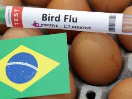 Influenza aviaria, emergenza sanitaria in Brasile per 6 mesi