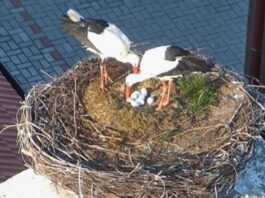 Repubblica Ceca, due cicogne femmine covano nello stesso nido